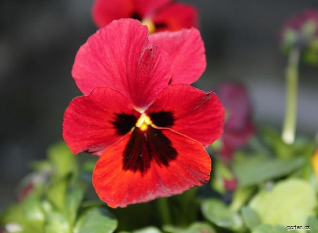 Viola cornuta (violka rohatá) Viola cornuta (violka rohatá)
