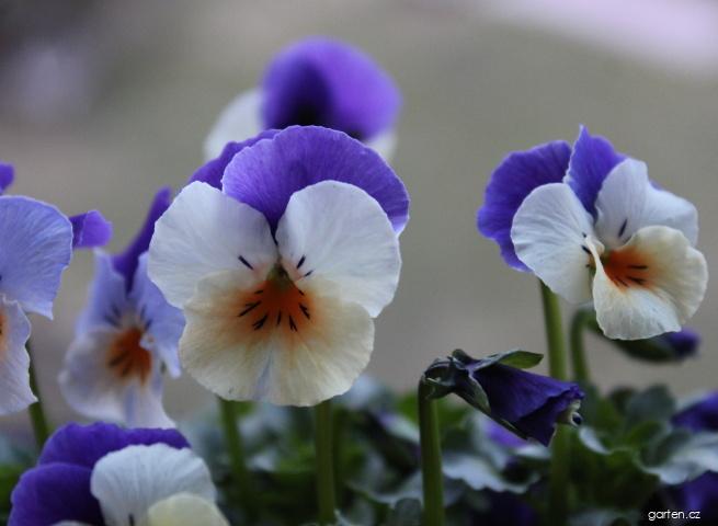 Viola cornuta (violka rohatá) Viola cornuta (violka rohatá)