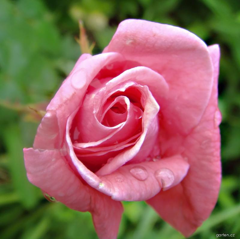 Rosa Queen Elizabeth (růže) Rosa Queen Elizabeth (růže)