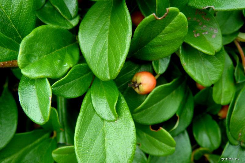Cotoneaster dammeri SCHNEID. (skalník Dammerův) Cotoneaster dammeri SCHNEID. (skalník Dammerův)