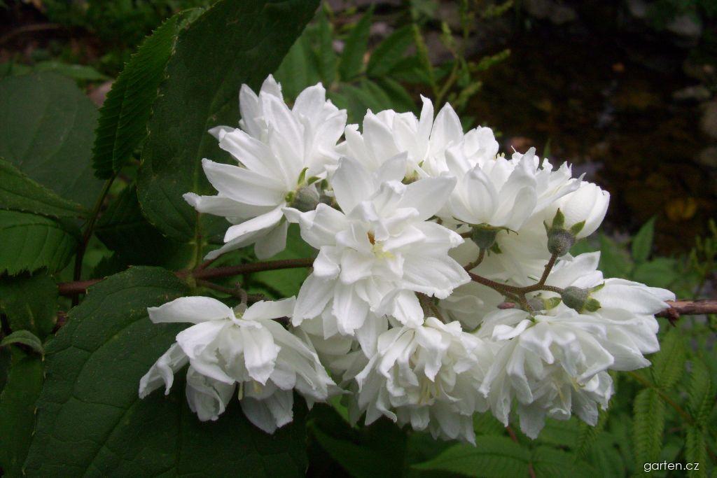 Deutzia scabra THUNB. (trojpuk drsný) Deutzia scabra THUNB. (trojpuk drsný)