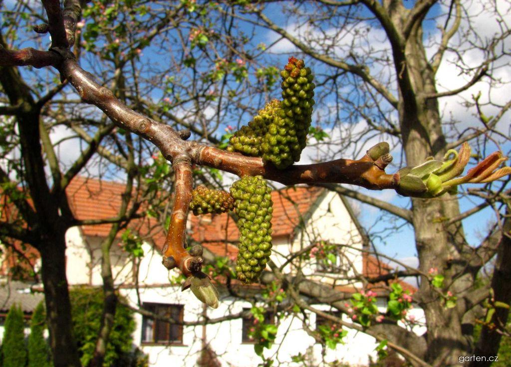 Juglans regia L. (ořešák královský) Juglans regia L. (ořešák královský)