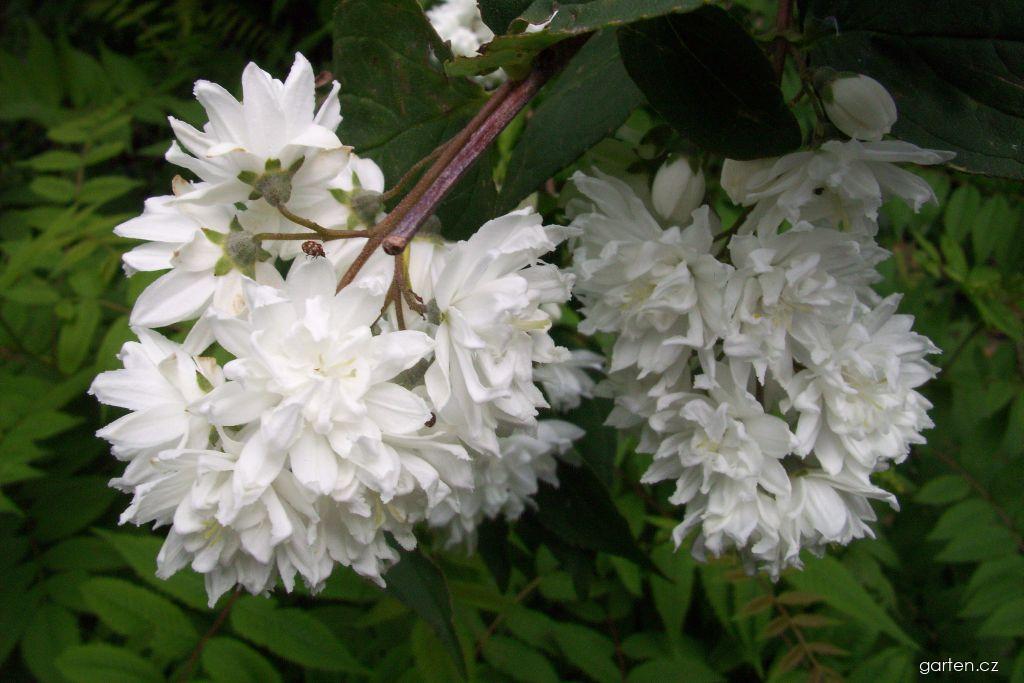 Deutzia scabra THUNB. (trojpuk drsný) Deutzia scabra THUNB. (trojpuk drsný)