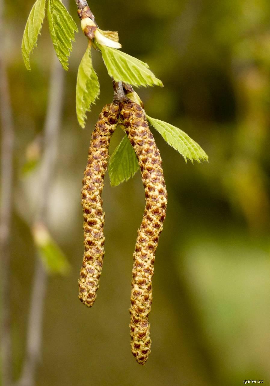 Betula pendula ROTH. (bříza bělokorá) Betula pendula ROTH. (bříza bělokorá)