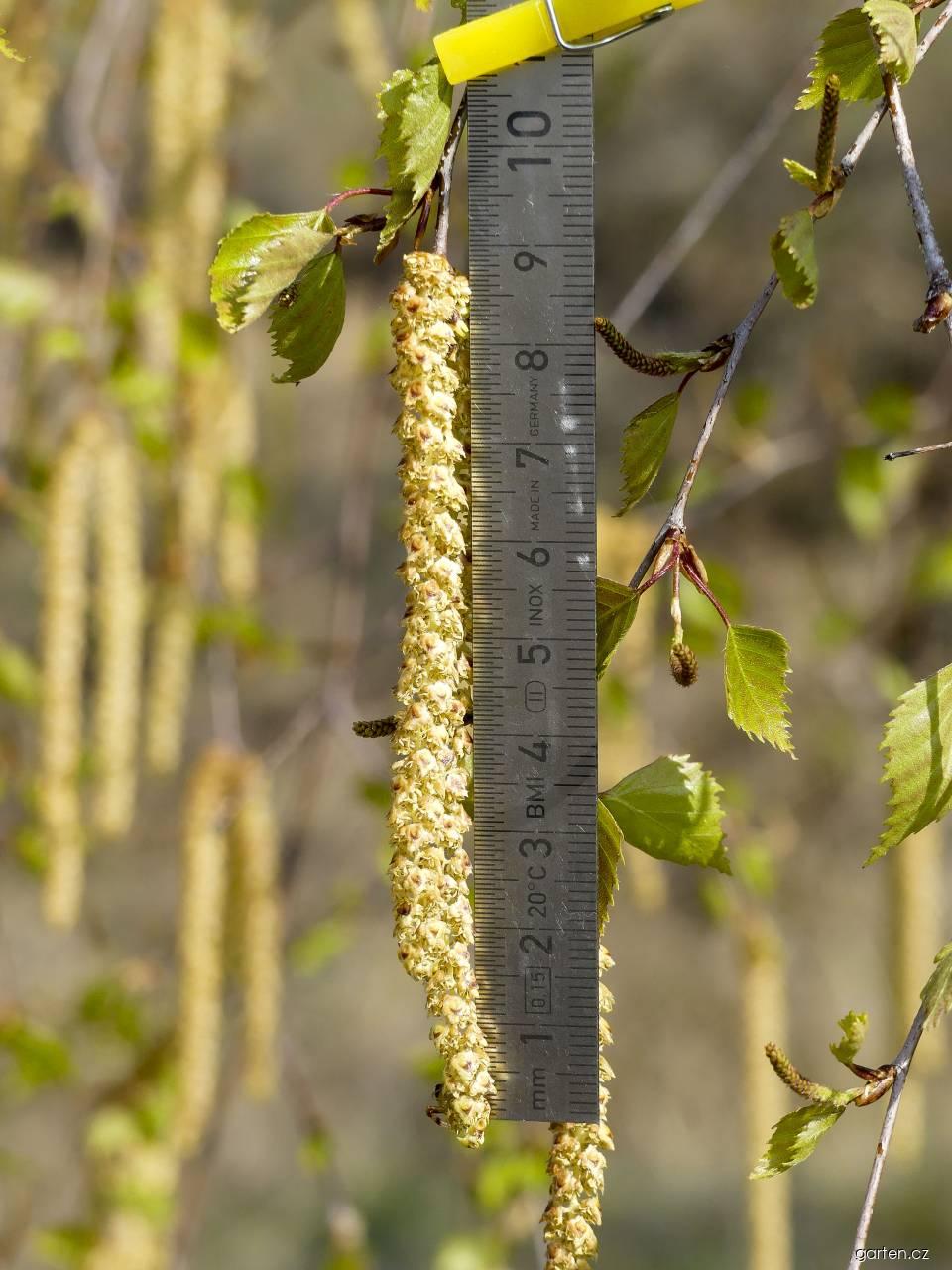 Betula pendula ROTH. (bříza bělokorá) Betula pendula ROTH. (bříza bělokorá)
