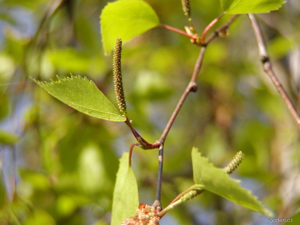 Betula pendula ROTH. (bříza bělokorá) Betula pendula ROTH. (bříza bělokorá)