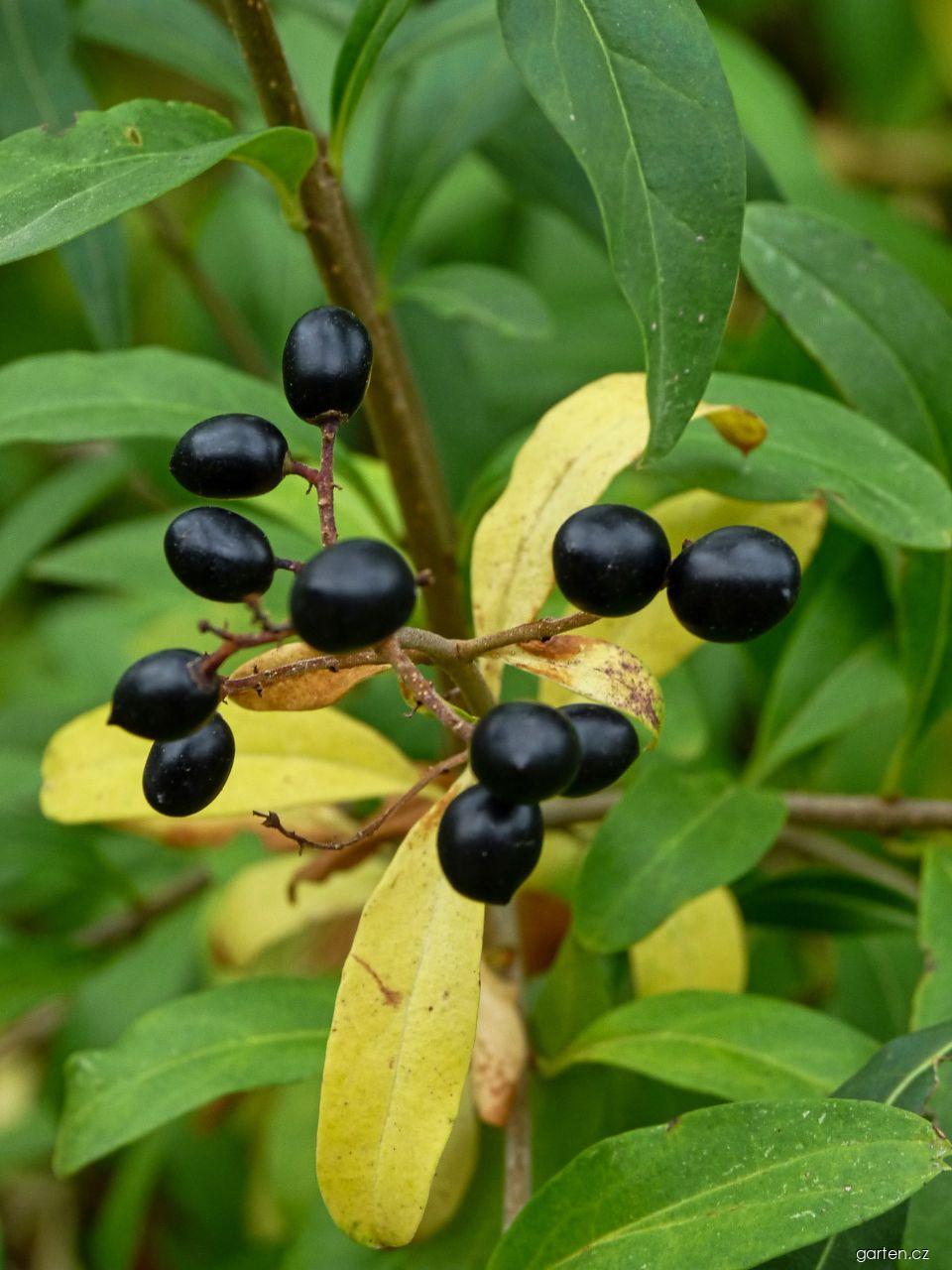 Ligustrum vulgare L. (ptačí zob obecný) Ligustrum vulgare L. (ptačí zob obecný)