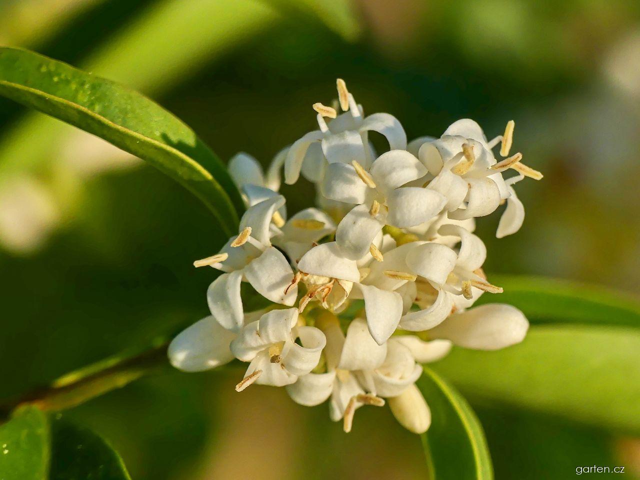 Ligustrum vulgare L. (ptačí zob obecný) Ligustrum vulgare L. (ptačí zob obecný)