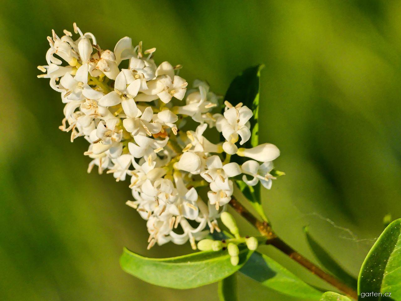 Ligustrum vulgare L. (ptačí zob obecný) Ligustrum vulgare L. (ptačí zob obecný)