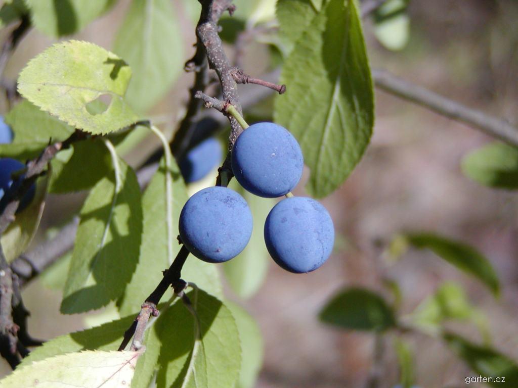 Prunus spinosa L. (trnka obecná) Prunus spinosa L. (trnka obecná)