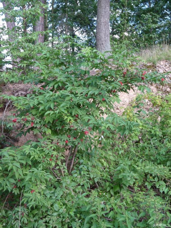 Sambucus racemosa L. (bez červený) Sambucus racemosa L. (bez červený)