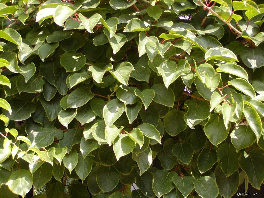 Actinidia arguta (SIEB. ET ZUCC.) MIQ. (aktinidie význačná) Actinidia arguta (SIEB. ET ZUCC.) MIQ. (aktinidie význačná)