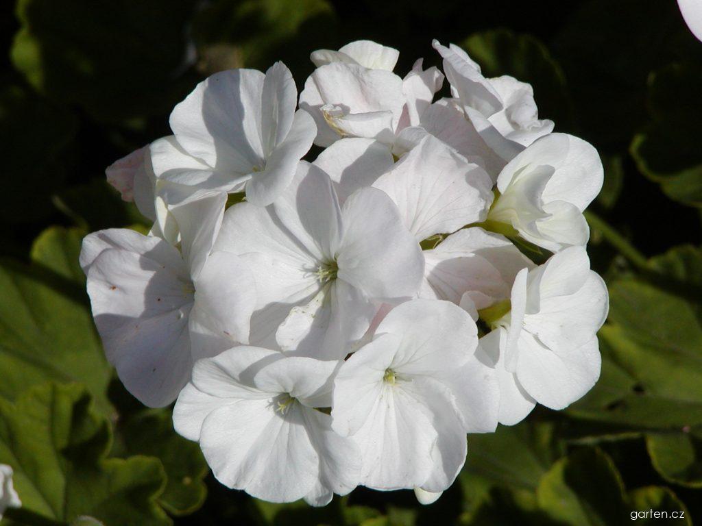 Pelargonium zonale (pelargonie páskatá) Pelargonium zonale (pelargonie páskatá)