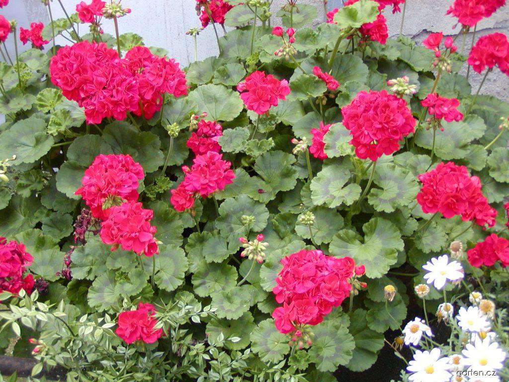 Pelargonium zonale (pelargonie páskatá) Pelargonium zonale (pelargonie páskatá)