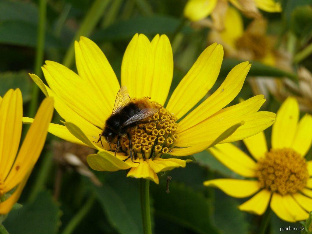 Heliopsis helianthoides (L.) SWEET (janeba drsná) Heliopsis helianthoides (L.) SWEET (janeba drsná)