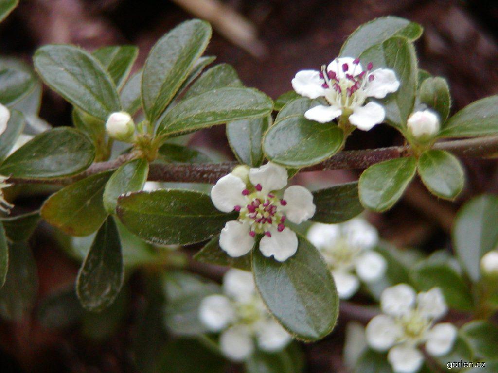 Cotoneaster dammeri SCHNEID. (skalník Dammerův) Cotoneaster dammeri SCHNEID. (skalník Dammerův)