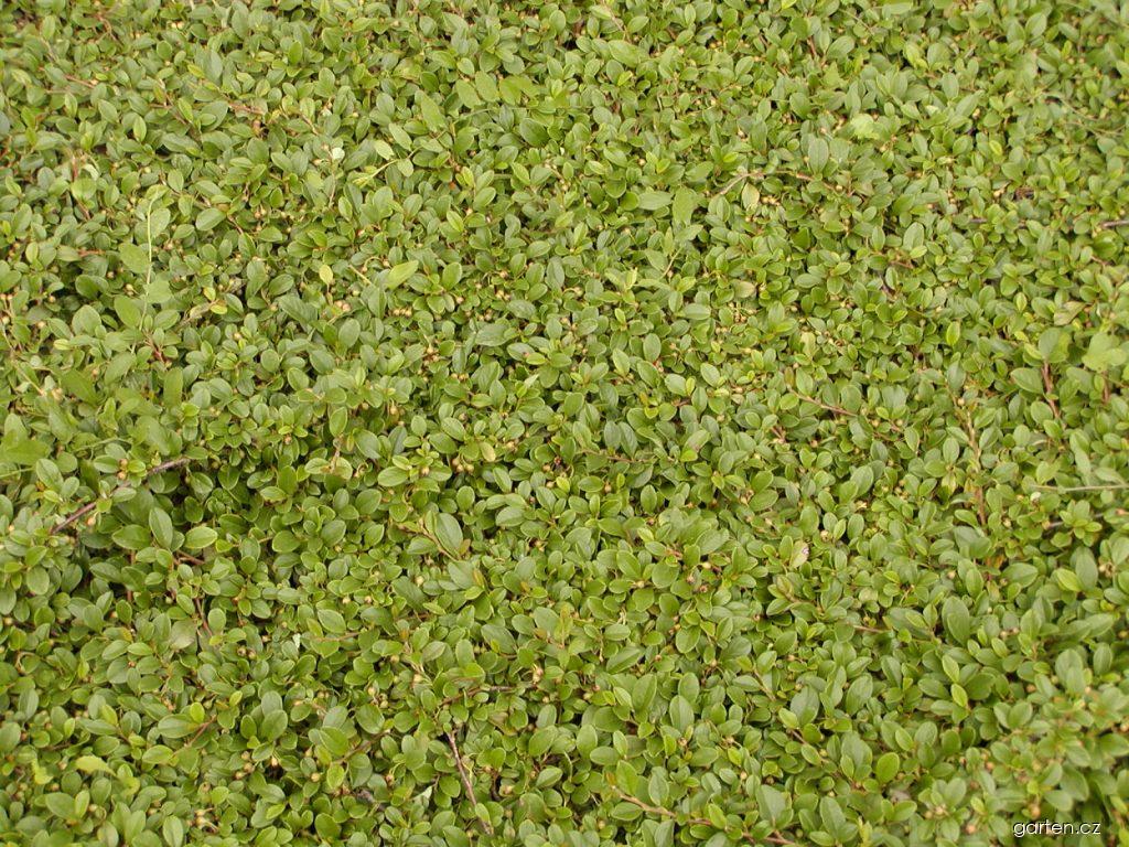 Cotoneaster dammeri SCHNEID. (skalník Dammerův) Cotoneaster dammeri SCHNEID. (skalník Dammerův)
