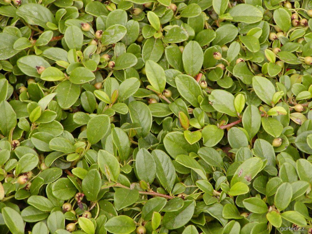 Cotoneaster dammeri SCHNEID. (skalník Dammerův) Cotoneaster dammeri SCHNEID. (skalník Dammerův)