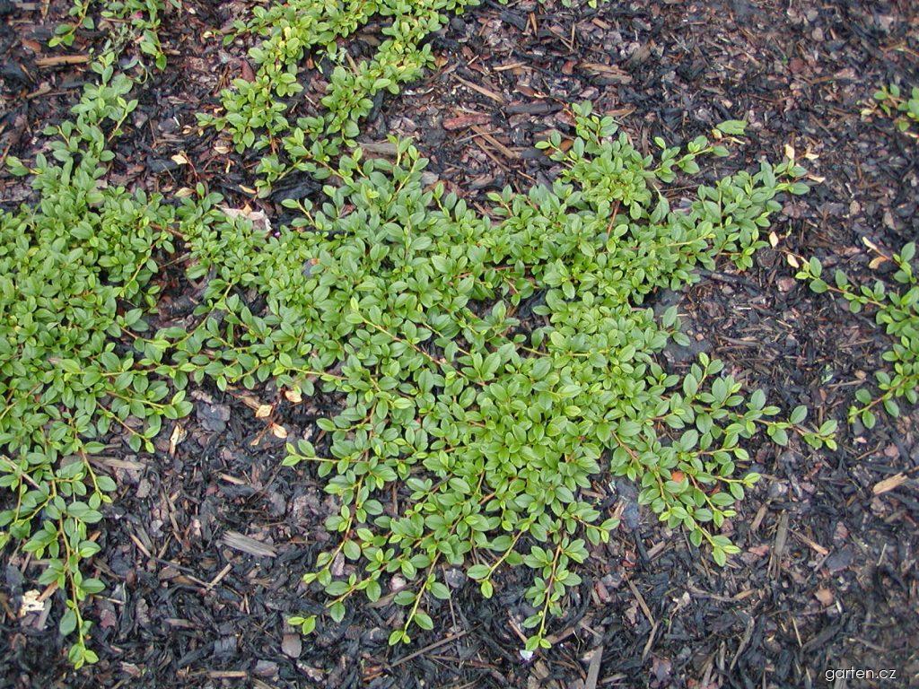 Cotoneaster dammeri SCHNEID. (skalník Dammerův) Cotoneaster dammeri SCHNEID. (skalník Dammerův)