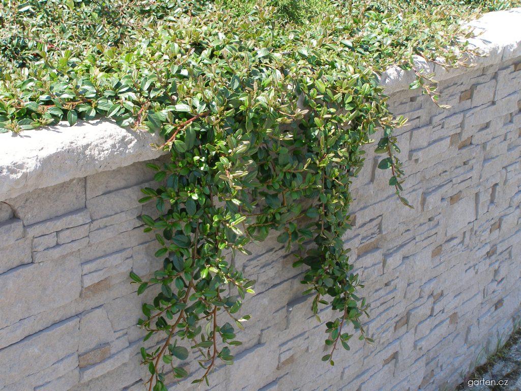 Cotoneaster dammeri SCHNEID. (skalník Dammerův) Cotoneaster dammeri SCHNEID. (skalník Dammerův)