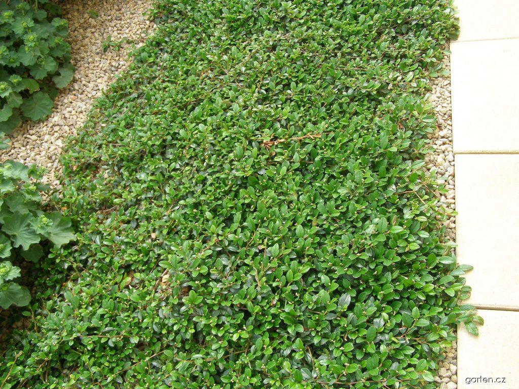 Cotoneaster dammeri SCHNEID. (skalník Dammerův) Cotoneaster dammeri SCHNEID. (skalník Dammerův)