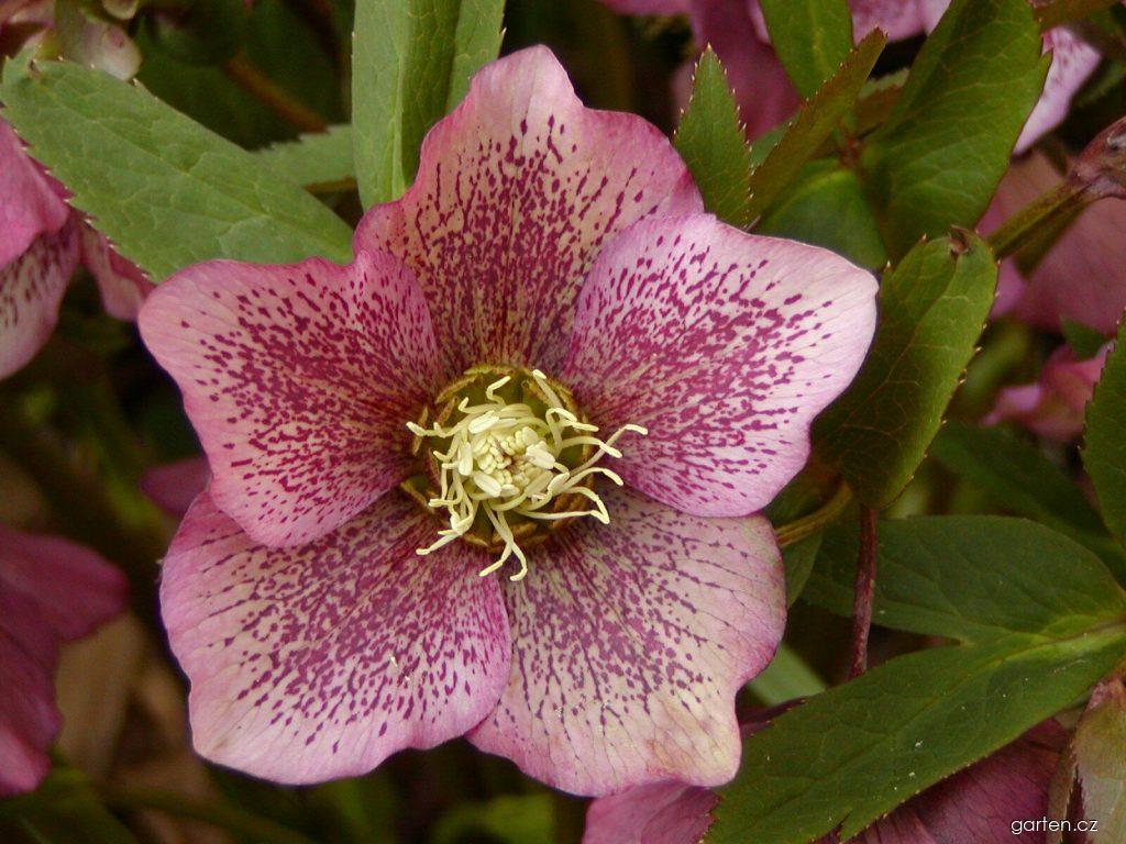 Helleborus orientalis LAM. (čemeřice východní) Helleborus orientalis LAM. (čemeřice východní)