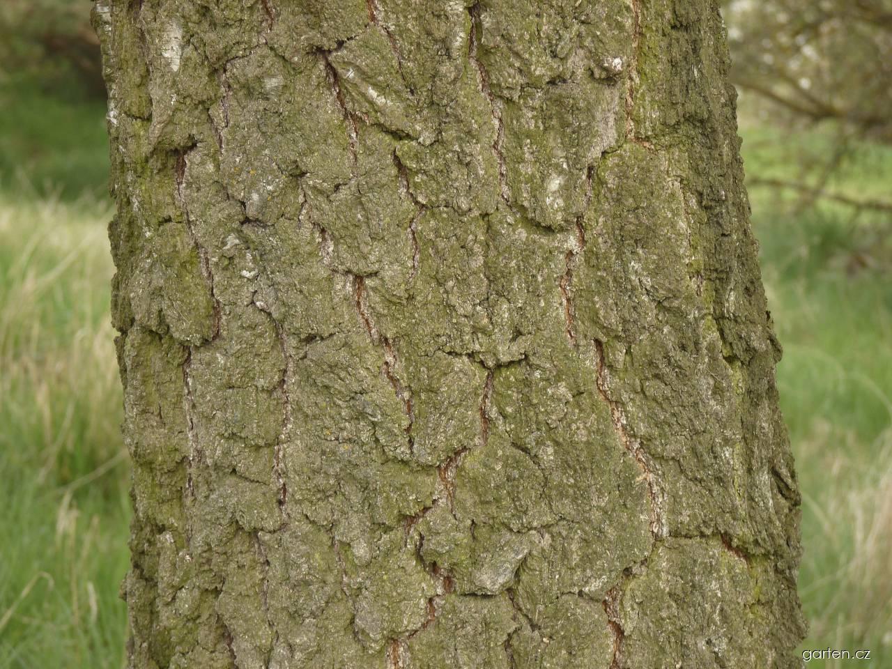 Betula pendula ROTH. (bříza bělokorá) Betula pendula ROTH. (bříza bělokorá)