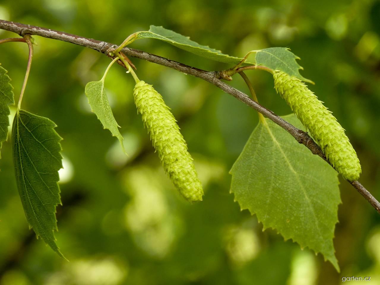 Betula pendula ROTH. (bříza bělokorá) Betula pendula ROTH. (bříza bělokorá)