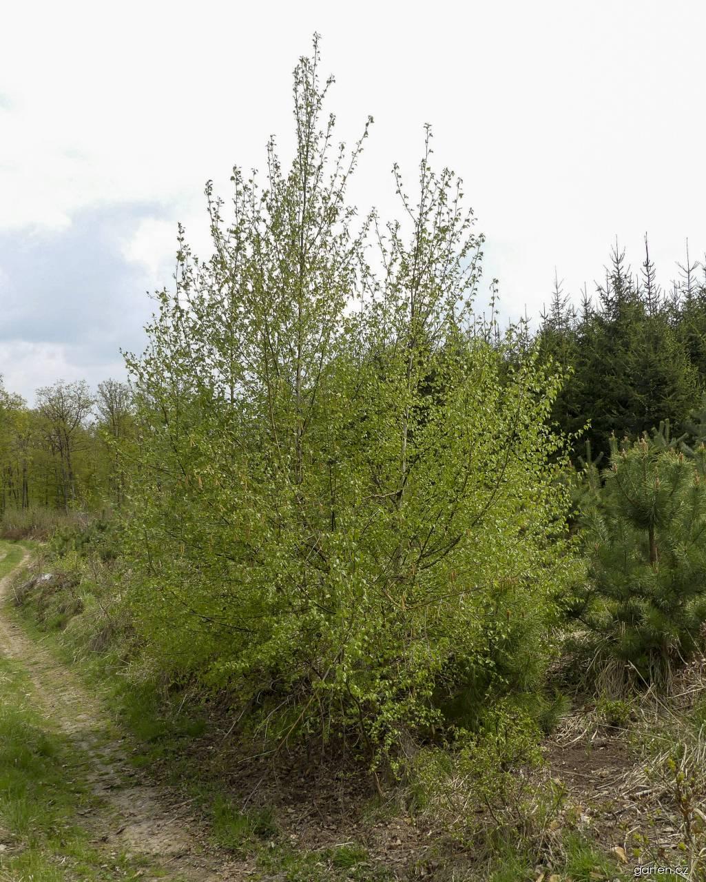 Betula pendula ROTH. (bříza bělokorá) Betula pendula ROTH. (bříza bělokorá)
