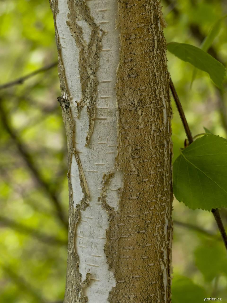 Betula pendula ROTH. (bříza bělokorá) Betula pendula ROTH. (bříza bělokorá)