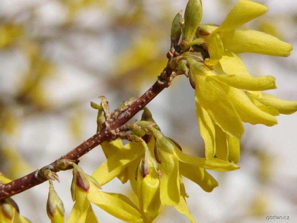 Forsythia suspensa (Thunb.) Vahl (zlatice převislá) Forsythia suspensa (Thunb.) Vahl (zlatice převislá)