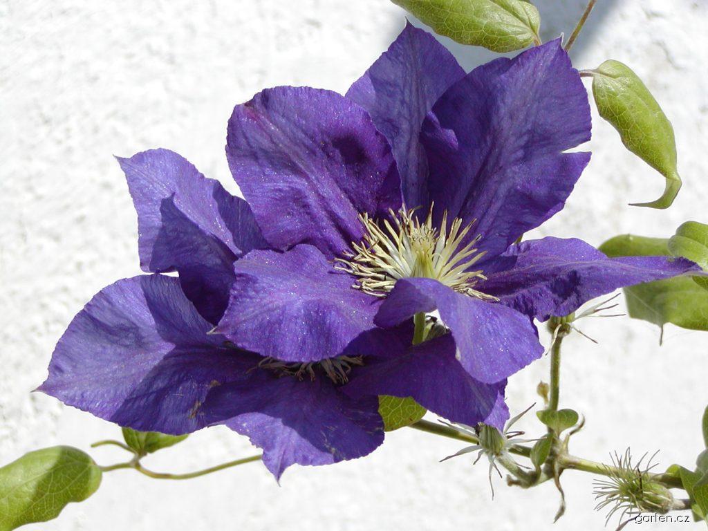 Clematis patens The President (plamének otevřený) Clematis patens The President (plamének otevřený)