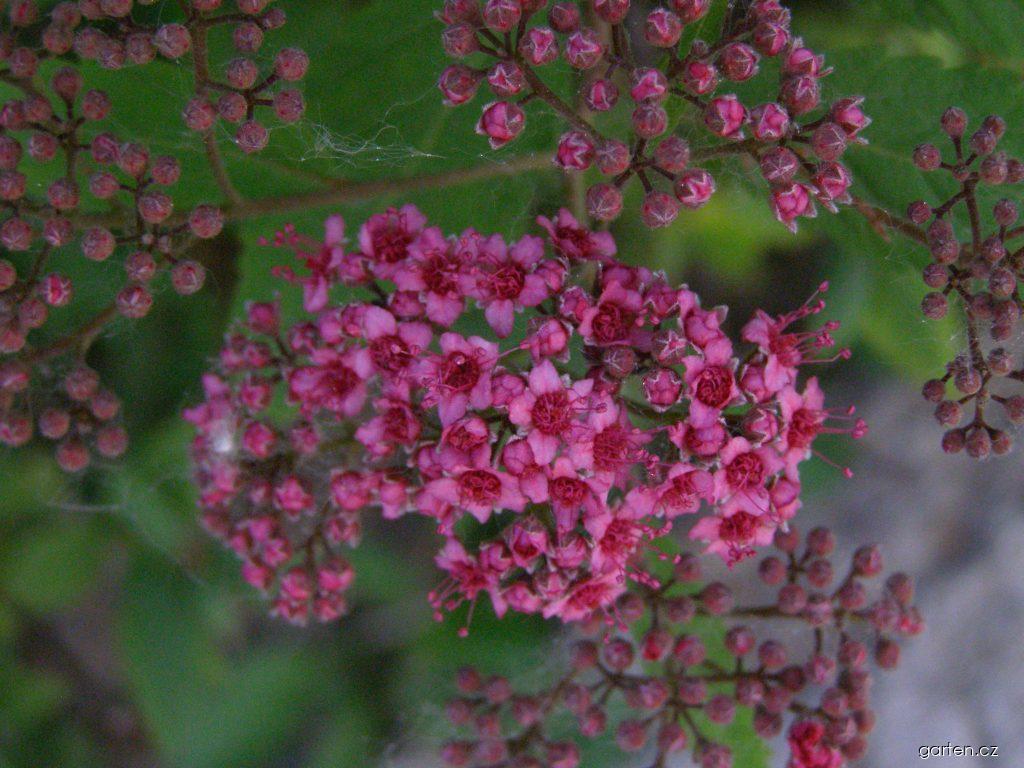 Spiraea x bumalda Anthony Waterer (tavolník nízký) Spiraea x bumalda Anthony Waterer (tavolník nízký)