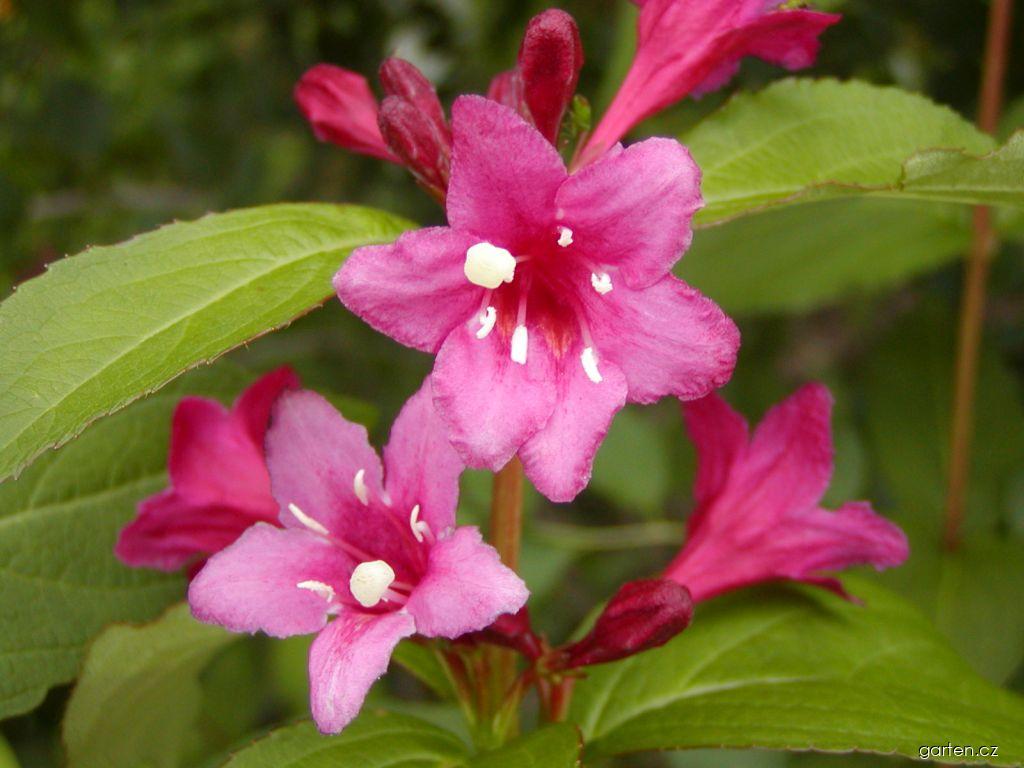 Weigela florida (Bunge) A. DC. (weigelie růžová) Weigela florida (Bunge) A. DC. (weigelie růžová)