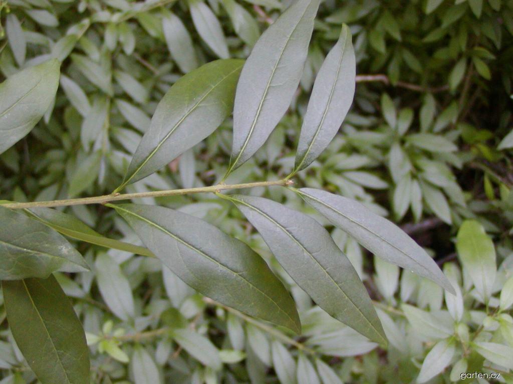Ligustrum vulgare L. (ptačí zob obecný) Ligustrum vulgare L. (ptačí zob obecný)