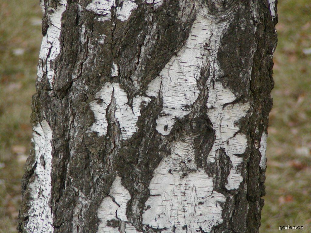 Betula pendula ROTH. (bříza bělokorá) Betula pendula ROTH. (bříza bělokorá)