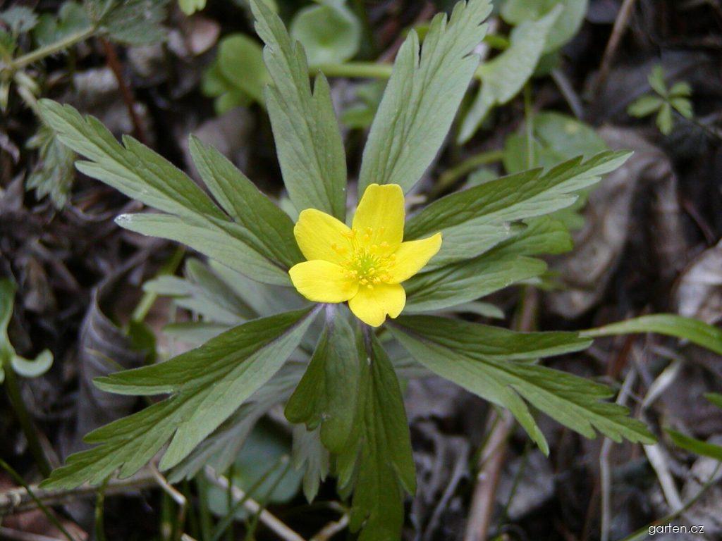 Anemone ranunculoides L. (sasanka pryskyřníkovitá) Anemone ranunculoides L. (sasanka pryskyřníkovitá)