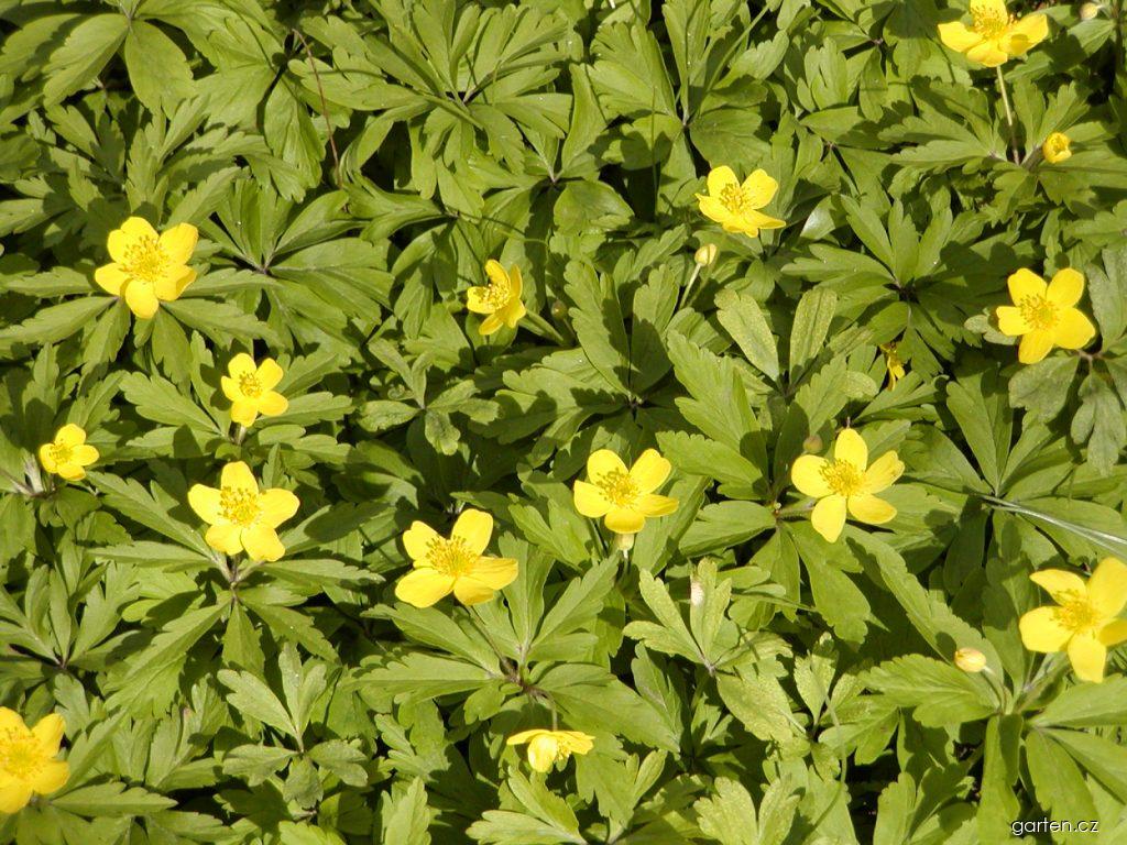 Anemone ranunculoides L. (sasanka pryskyřníkovitá) Anemone ranunculoides L. (sasanka pryskyřníkovitá)
