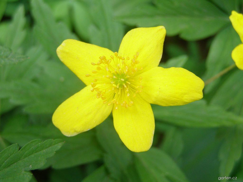 Anemone ranunculoides L. (sasanka pryskyřníkovitá) Anemone ranunculoides L. (sasanka pryskyřníkovitá)