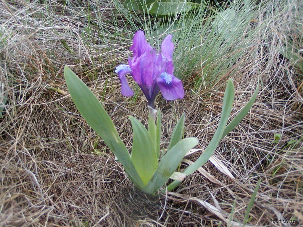 Iris pumila L. (kosatec nízký) Iris pumila L. (kosatec nízký)