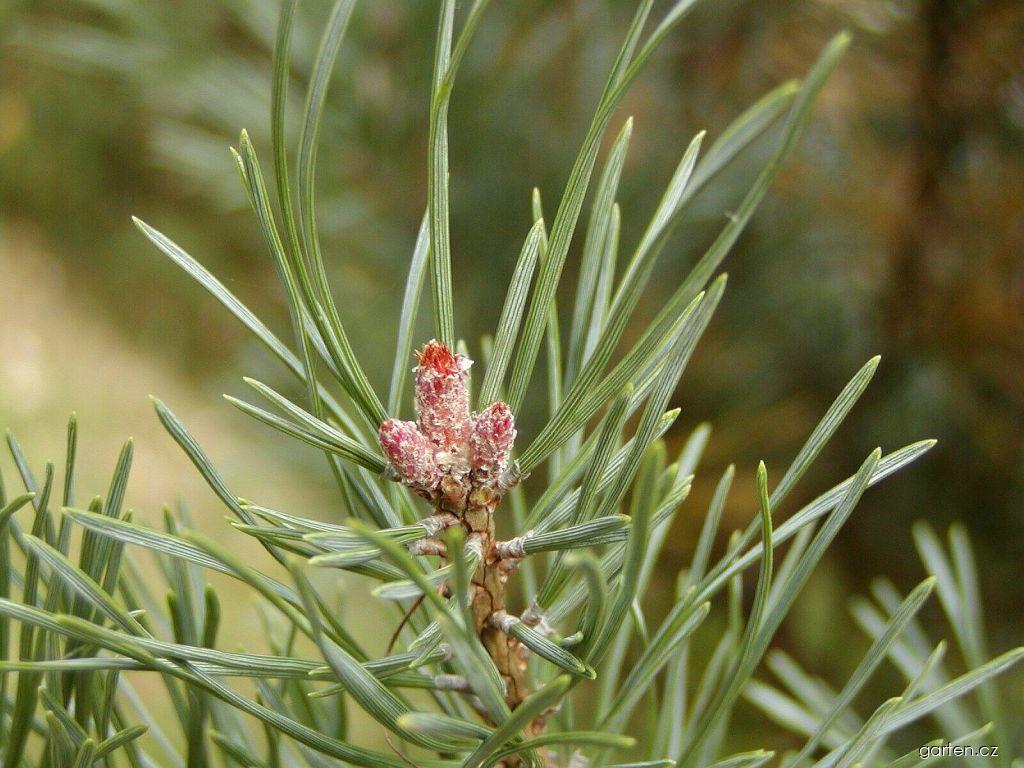 Pinus sylvestris Watereri (borovice lesní) Pinus sylvestris Watereri (borovice lesní)