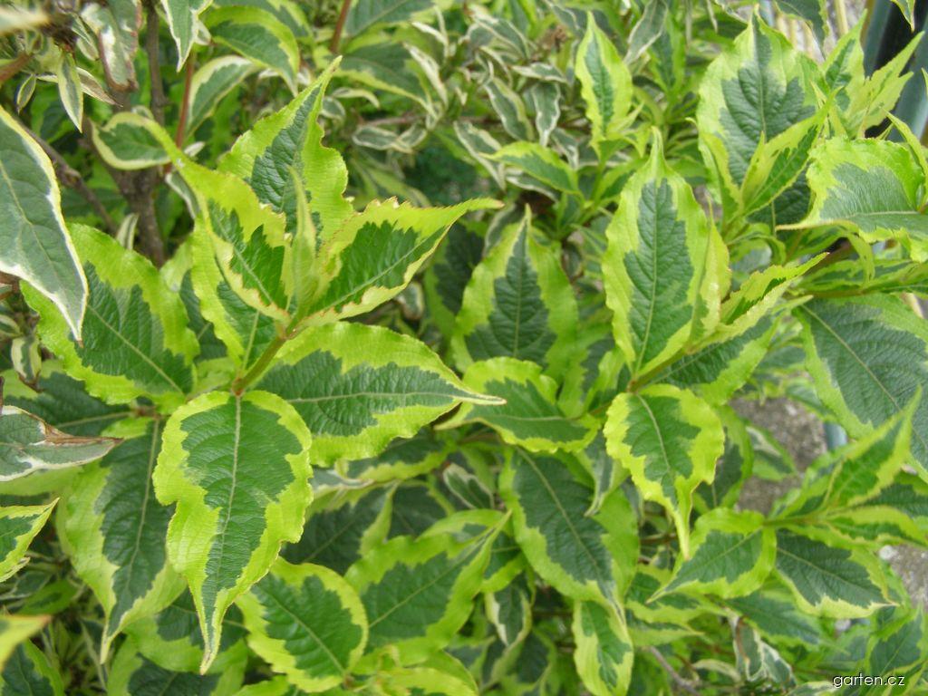 Weigela florida Variegata (weigelie růžová) Weigela florida Variegata (weigelie růžová)