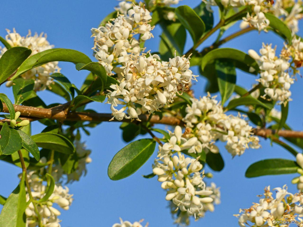 Ligustrum vulgare L. (ptačí zob obecný) Ligustrum vulgare L. (ptačí zob obecný)