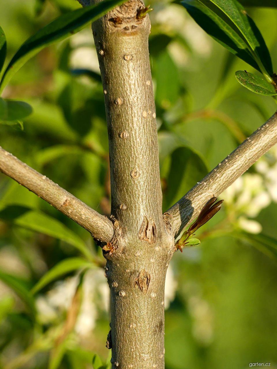 Ligustrum vulgare L. (ptačí zob obecný) Ligustrum vulgare L. (ptačí zob obecný)