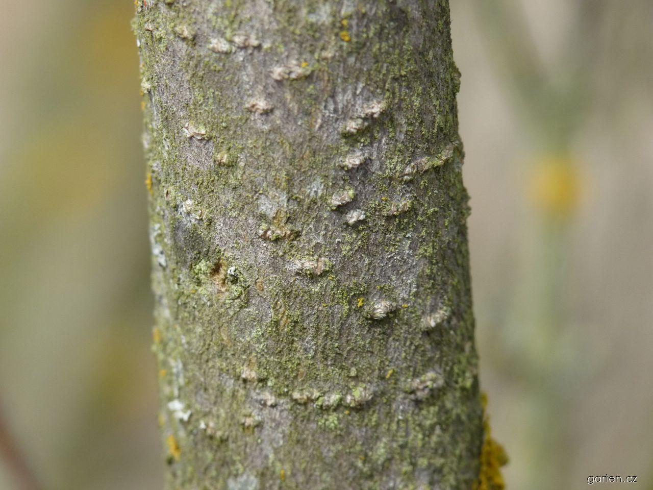 Ligustrum vulgare L. (ptačí zob obecný) Ligustrum vulgare L. (ptačí zob obecný)