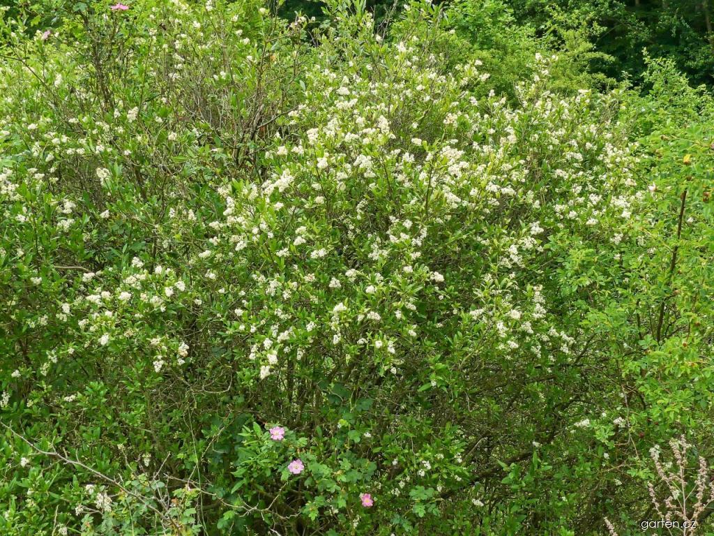 Ligustrum vulgare L. (ptačí zob obecný) Ligustrum vulgare L. (ptačí zob obecný)