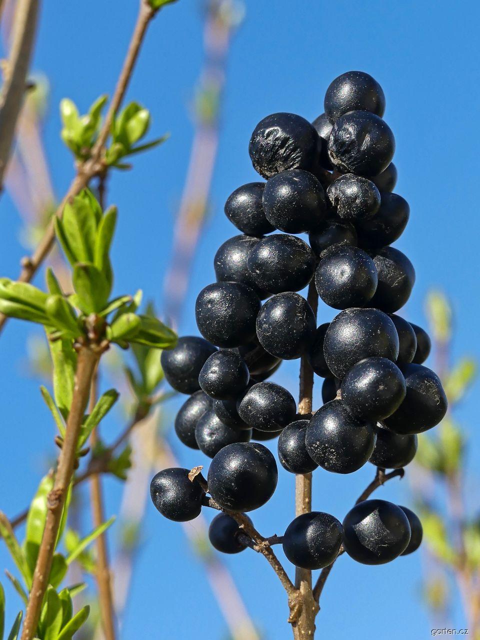 Ligustrum vulgare L. (ptačí zob obecný) Ligustrum vulgare L. (ptačí zob obecný)