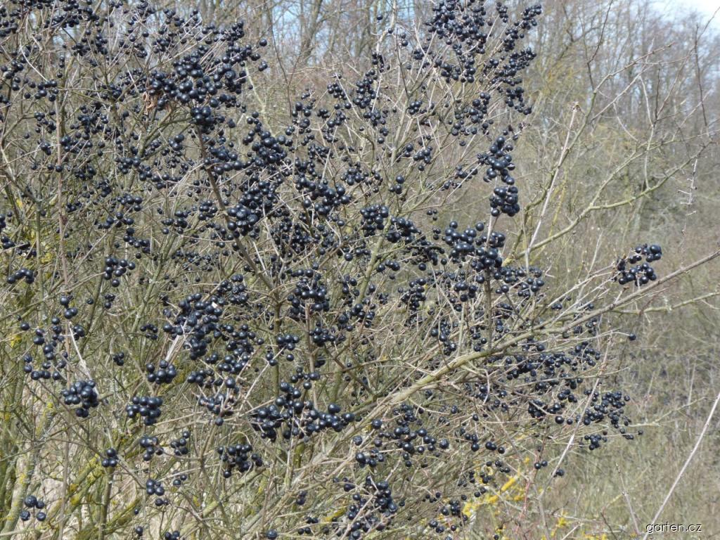 Ligustrum vulgare L. (ptačí zob obecný) Ligustrum vulgare L. (ptačí zob obecný)