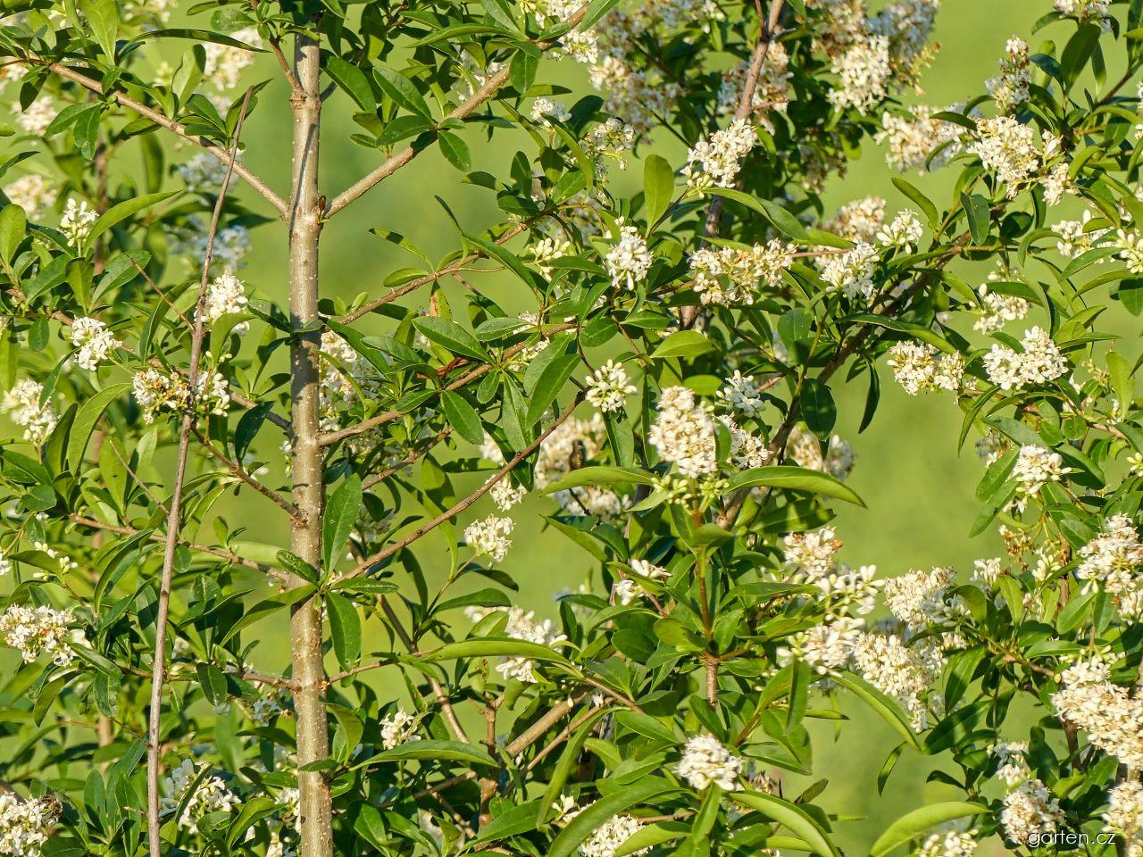 Ligustrum vulgare L. (ptačí zob obecný) Ligustrum vulgare L. (ptačí zob obecný)