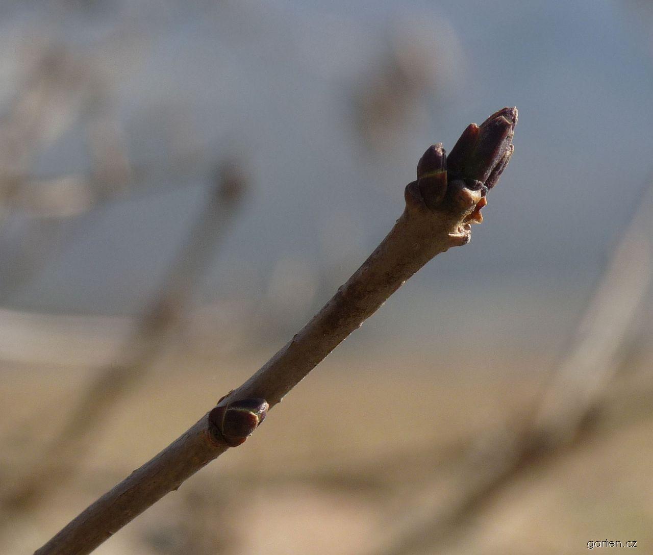 Ligustrum vulgare L. (ptačí zob obecný) Ligustrum vulgare L. (ptačí zob obecný)